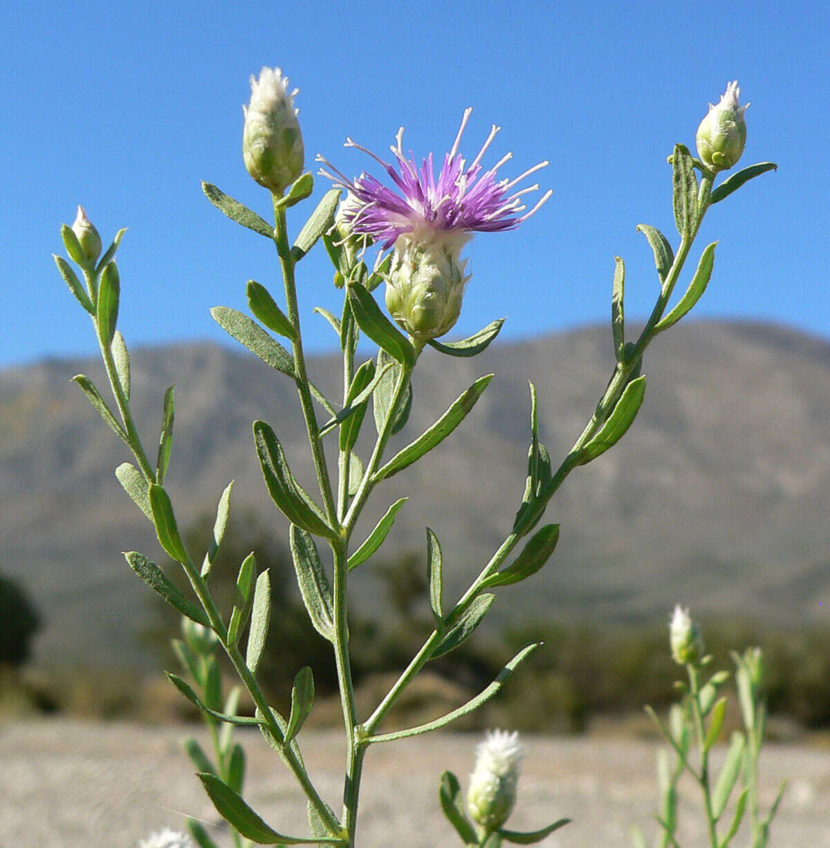 Image of Russian Knapweed