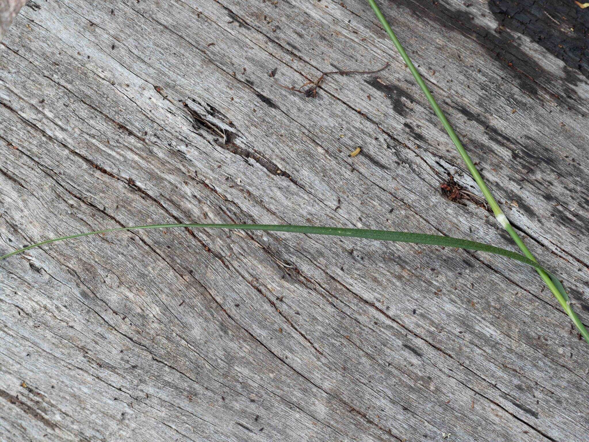 Image of Austrostipa densiflora (Hughes) S. W. L. Jacobs & J. Everett