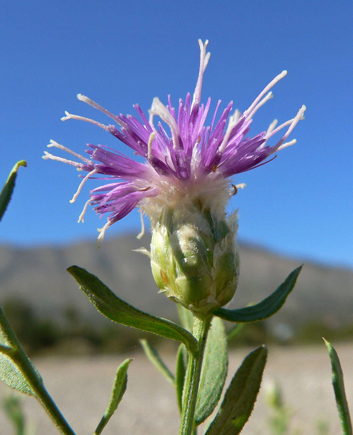 Image of Russian Knapweed