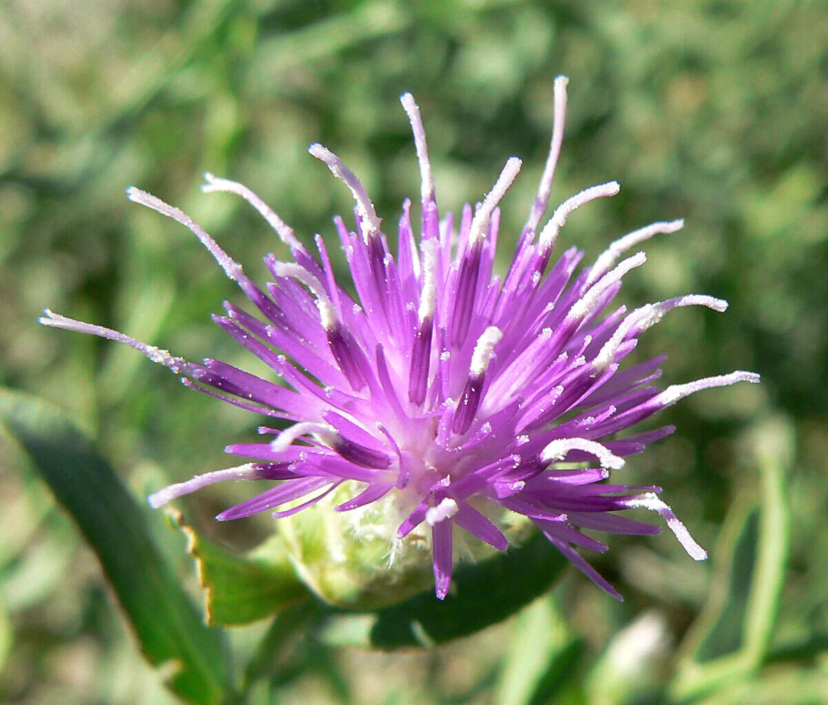 Image of Russian Knapweed