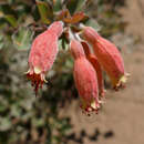 Image de Combretum grandidieri Drake