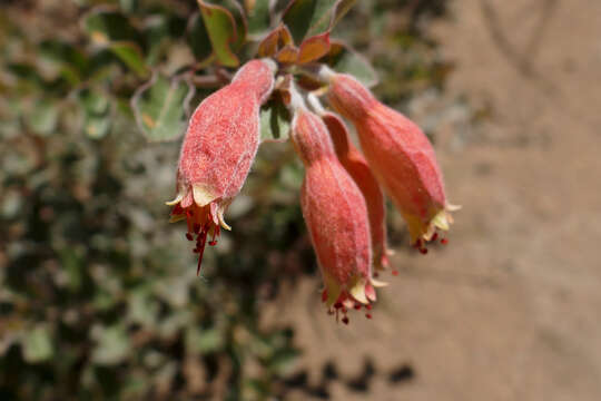 Image of Combretum grandidieri Drake