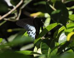 Image of Blue Mormon