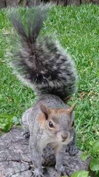 Image of Collie's Squirrel