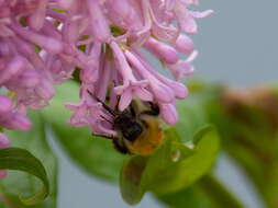 Слика од Bombus consobrinus Dahlbom 1832