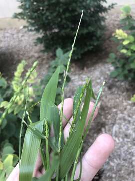 Imagem de Brachiaria platyphylla (Munro ex C. Wright) Nash