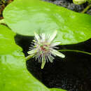 Passiflora sexflora A. Juss. resmi