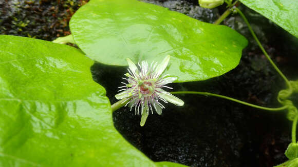 Passiflora sexflora A. Juss. resmi