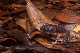 Image of Kinabalu slender litter frog