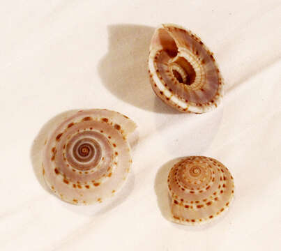 Image of Architectonica perdix (Hinds 1844)