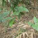 Image of Alocasia longiloba Miq.