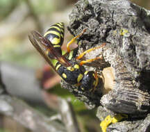 Image of Syneuodynerus egregius (Herrich-Schäffer 1839)