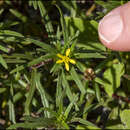 Image of Florida chinchweed