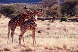 Image of reticulated giraffe