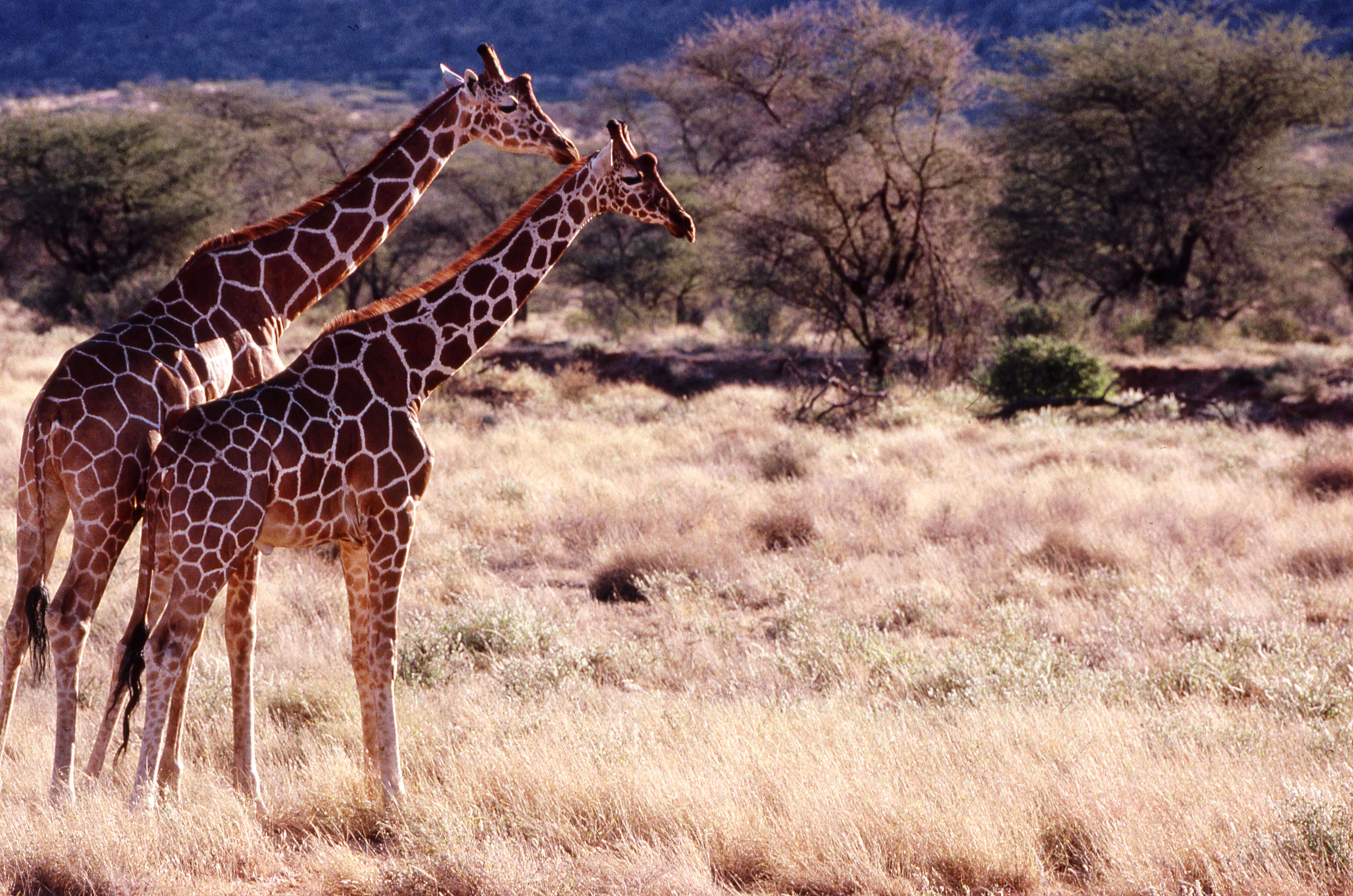 Image of reticulated giraffe