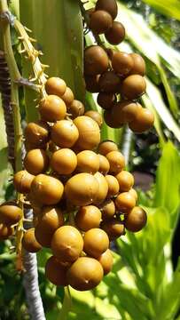 Image of Dracaena floribunda Baker