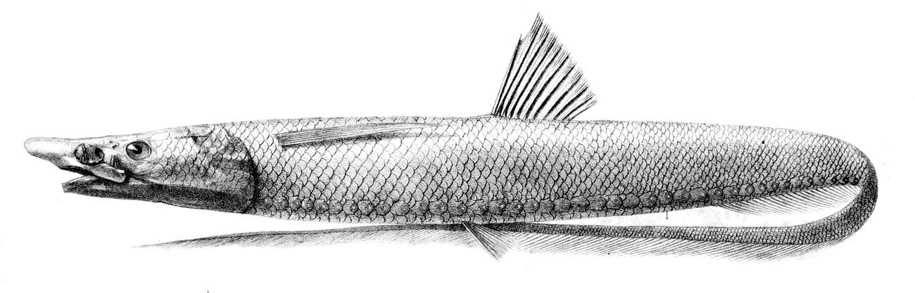 Image of Halosauropsis