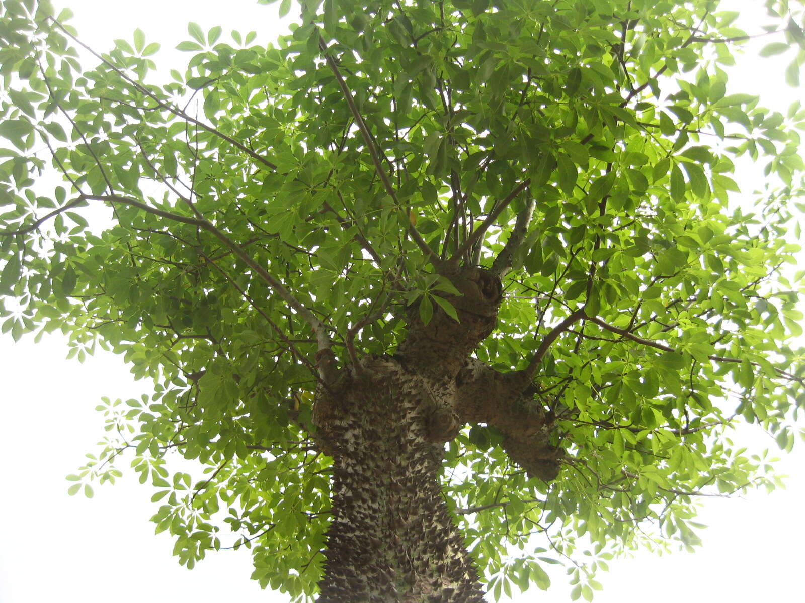 Image de Ceiba insignis (Kunth) P. E. Gibbs & J. Semir