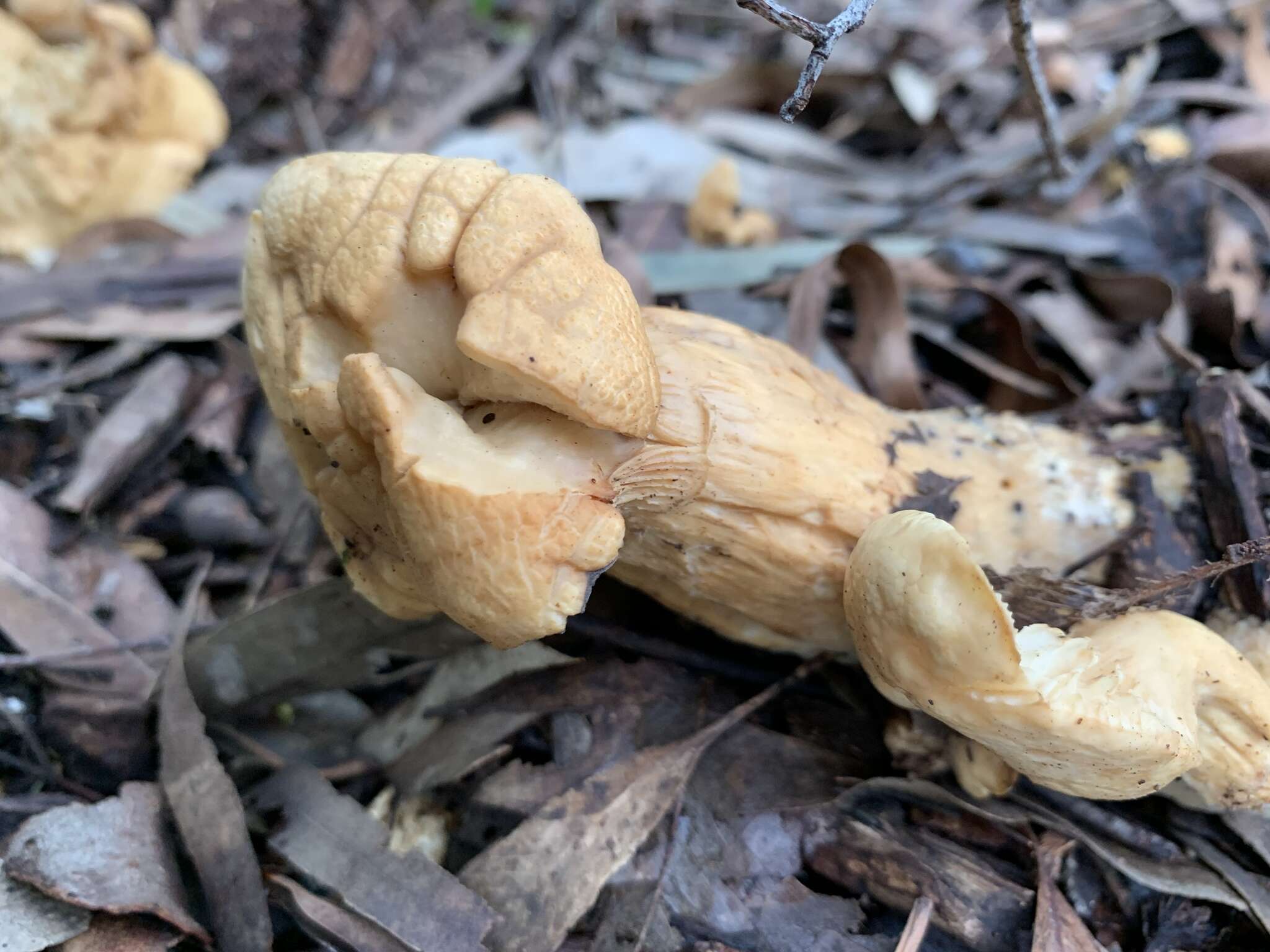 Image de Leucopaxillus cerealis (Lasch) Singer 1962