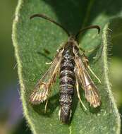 Image of Bembecia ichneumoniformis