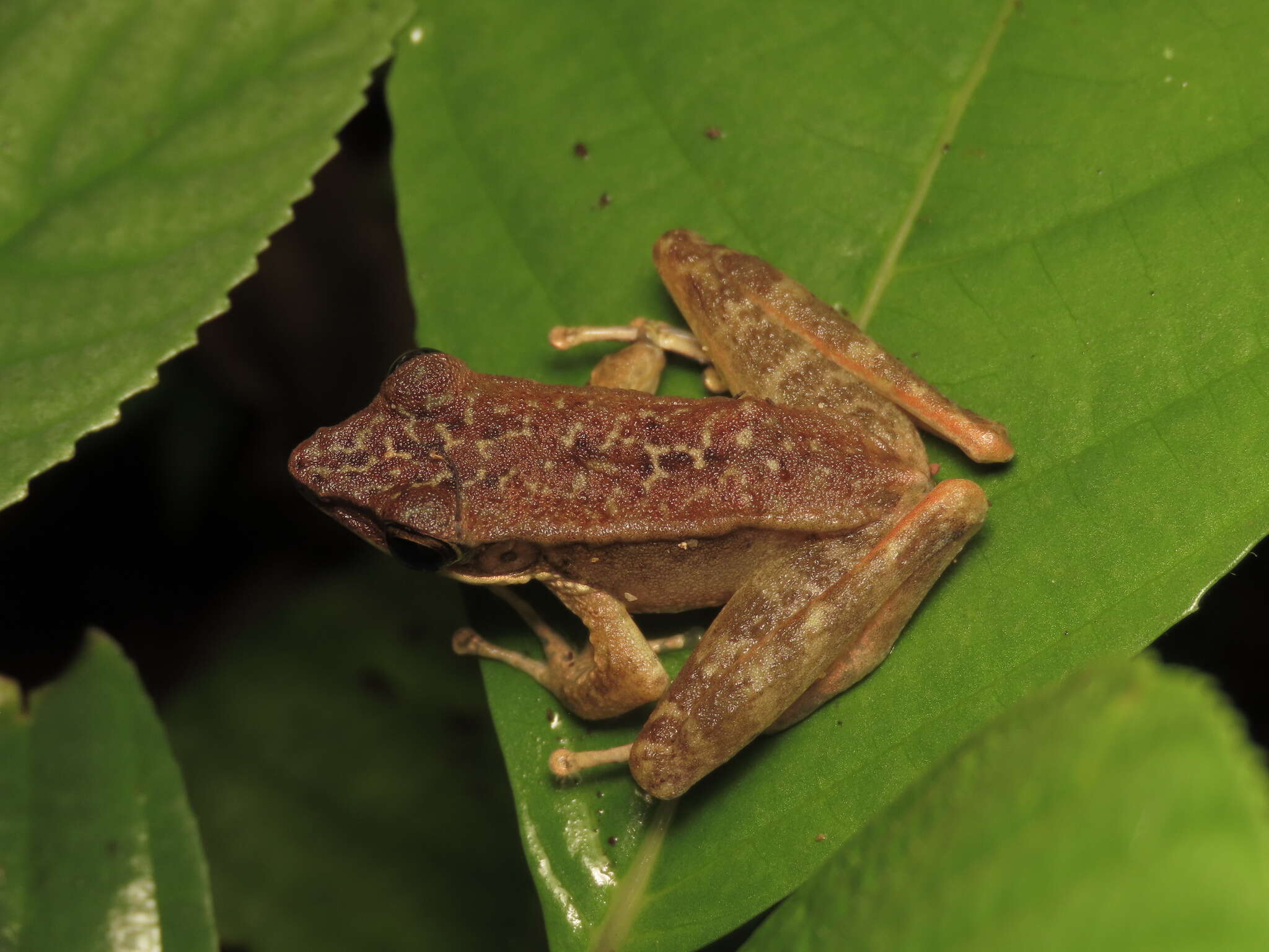 Image of Meristogenys orphnocnemis (Matsui 1986)