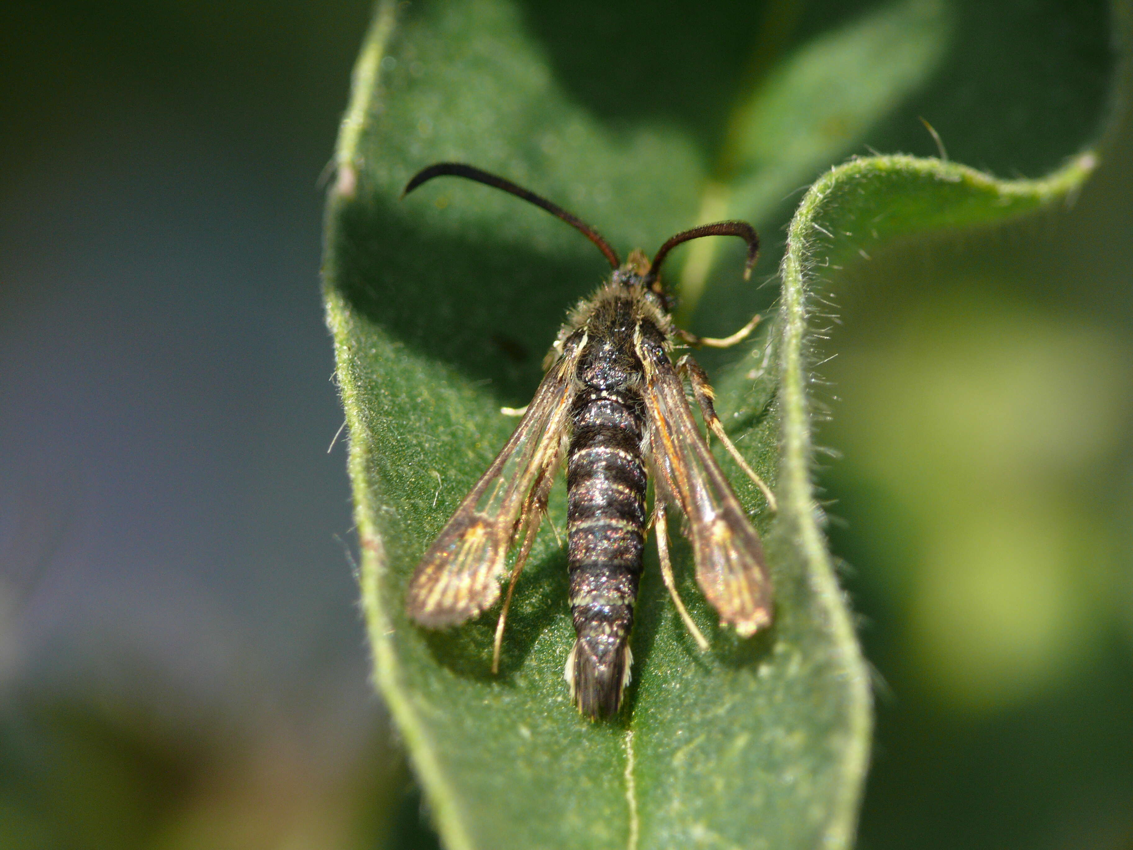 Image of Bembecia ichneumoniformis