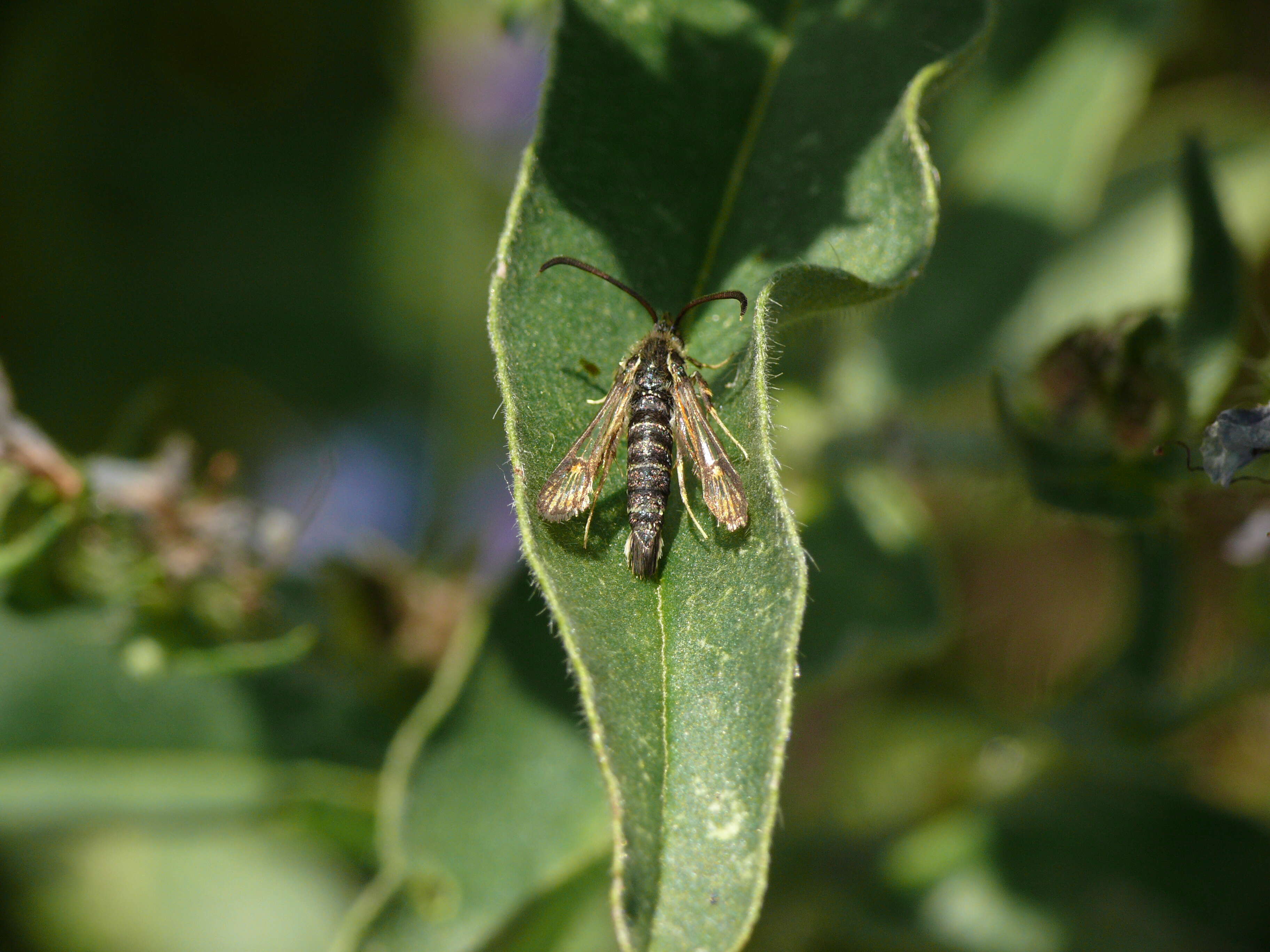 Image of Bembecia ichneumoniformis