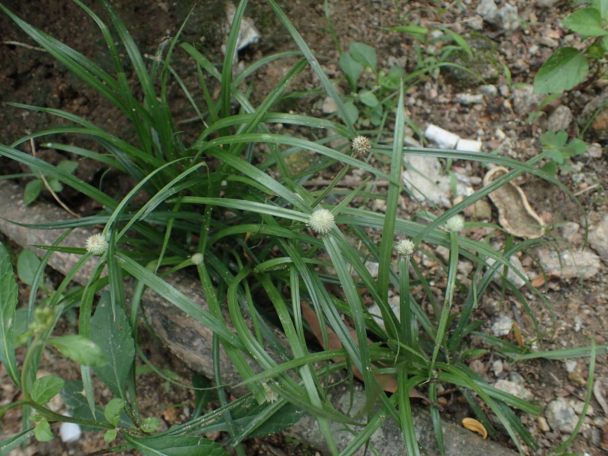 Image of White-Head Spike Sedge