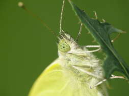 Image of small white