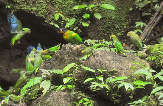 Image of Scarlet-shouldered Parrotlet