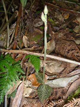 Image de Anoectochilus subregularis (Rchb. fil.) Ormerod