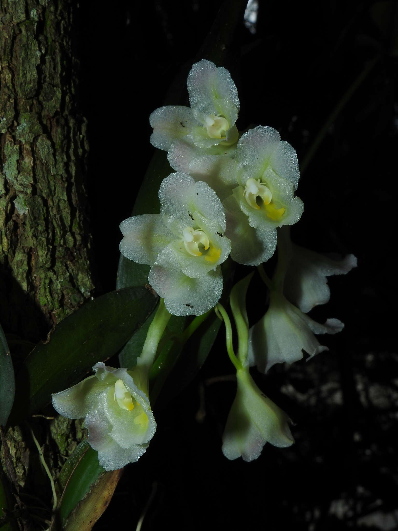 Imagem de Rodriguezia granadensis (Lindl.) Rchb. fil.