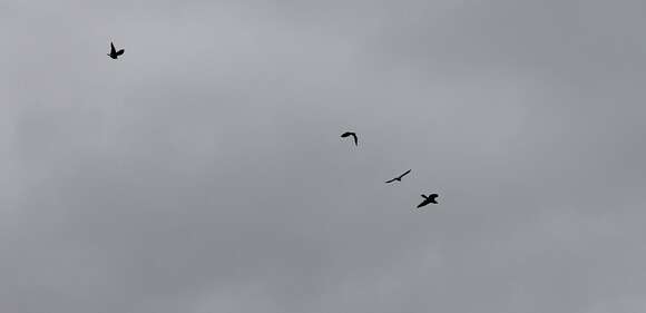 Image of Australasian Harrier