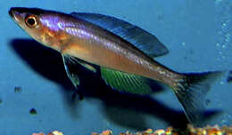 Image of Cyprichromis