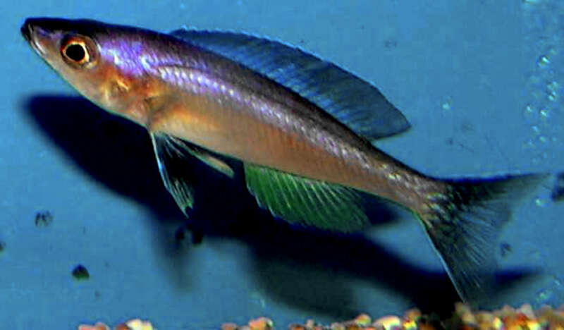 Image of Cyprichromis