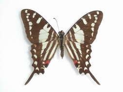 Image of Protographium celadon (Lucas 1852)