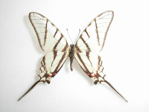 Image of Protographium epidaus (Doubleday 1846)