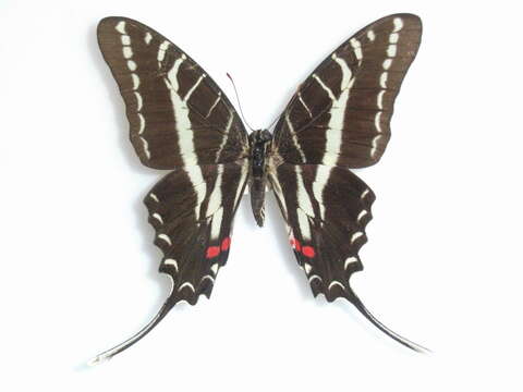 Image of Protographium philolaus (Boisduval 1836)