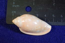 Image of Marginella sebastiani Marche-Marchad & Rosso 1979