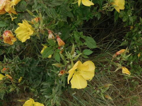 Image de Oenothera elata Kunth