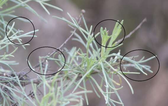 Image of Rhopalomyia clinata Gagne 1975