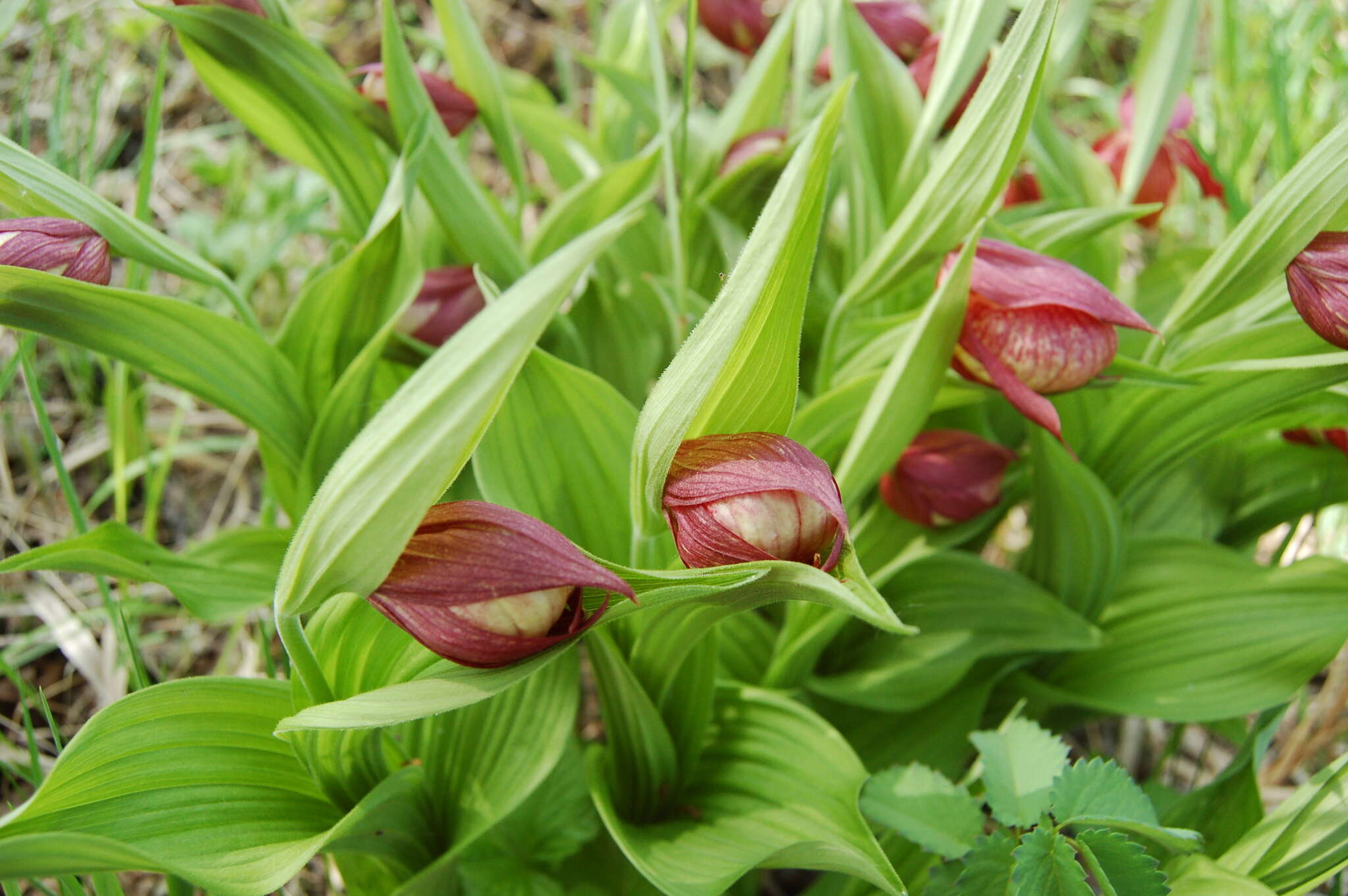 Image of Cypripedium ventricosum Sw.