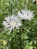 Слика од Centaurea cheiranthifolia Willd.