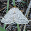 Sivun Taeniogramma mendicata (Hulst 1887) kuva