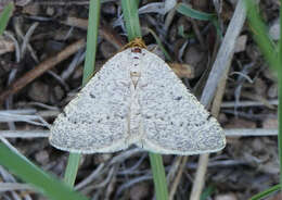 Sivun Taeniogramma mendicata (Hulst 1887) kuva