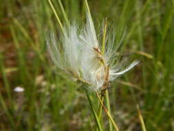 Eriophorum gracile W. D. J. Koch resmi