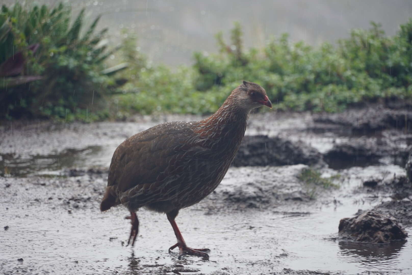 Image of Jackson's Francolin