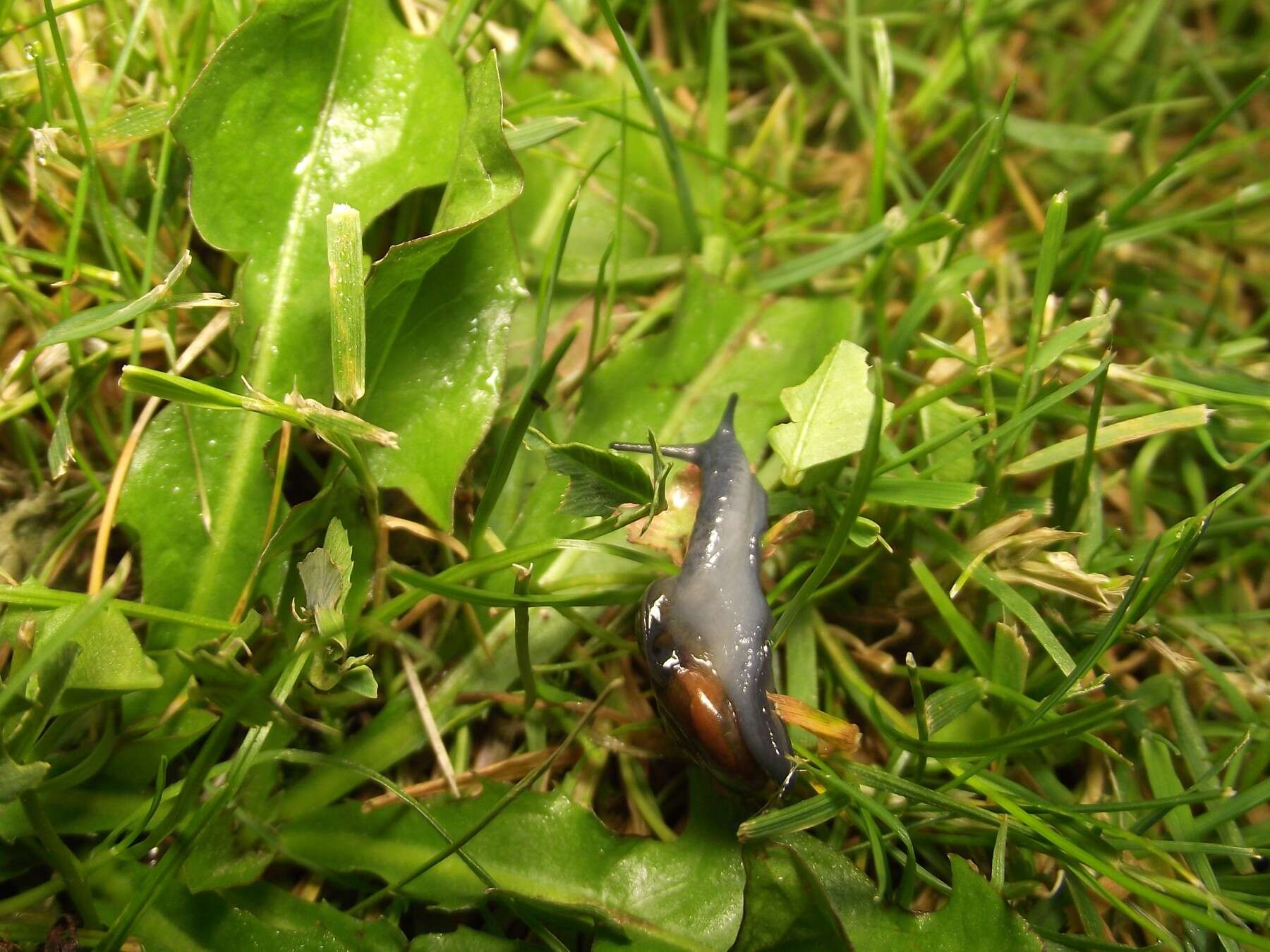 Image of Cellar glass-snail