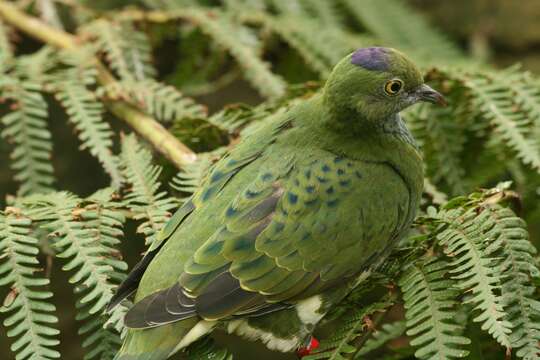 Image of Eastern Superb Fruit-dove