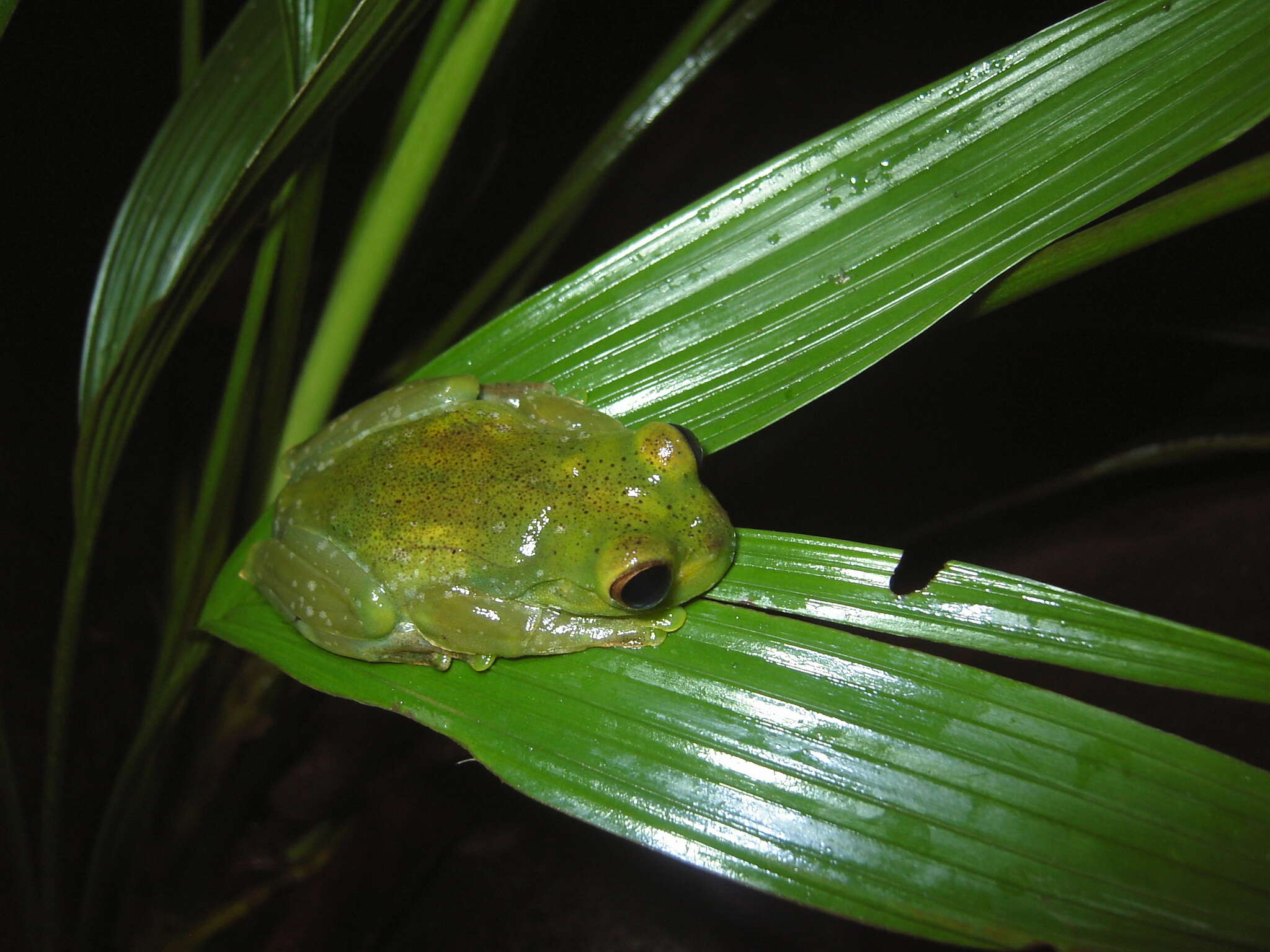 Hyloscirtus palmeri (Boulenger 1908)的圖片